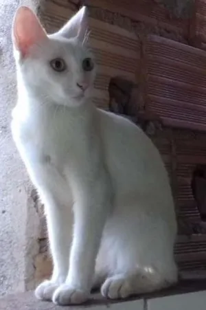 Gato raça Vira-lata  idade 7 a 11 meses nome Branquinha