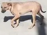 Cachorro ra a SRD idade 2 a 6 meses nome Ralph
