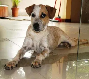 Cachorro raça mestiço idade 7 a 11 meses nome Nala