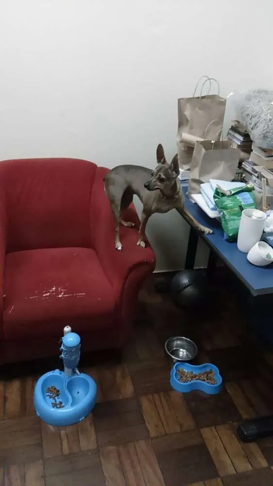Cachorro ra a Pinscher idade 4 anos nome Clotilde