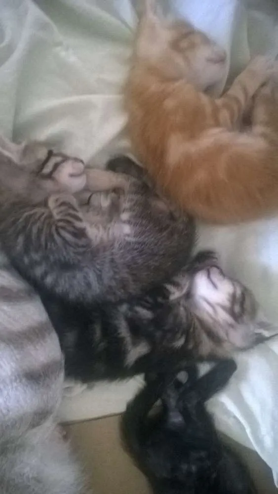 Gato ra a Gato idade Abaixo de 2 meses nome Varios