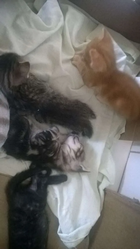 Gato ra a Gato idade Abaixo de 2 meses nome Varios