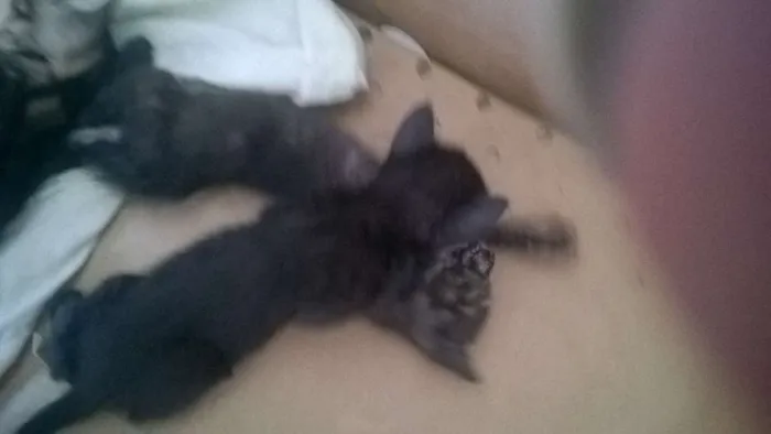 Gato ra a Gato idade Abaixo de 2 meses nome Varios