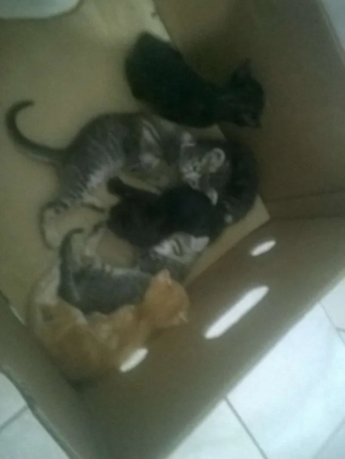 Gato ra a Gato idade Abaixo de 2 meses nome Varios