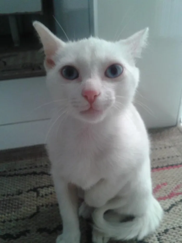 Gato ra a  idade 2 a 6 meses nome mingal