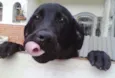 Chico