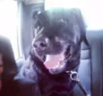 Chico