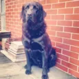 Chico