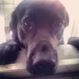 Chico