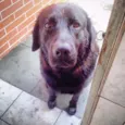 Chico