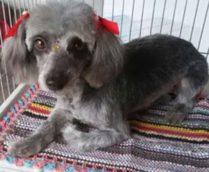 Cachorro raça Pudou mestiço idade 6 ou mais anos nome Kiara
