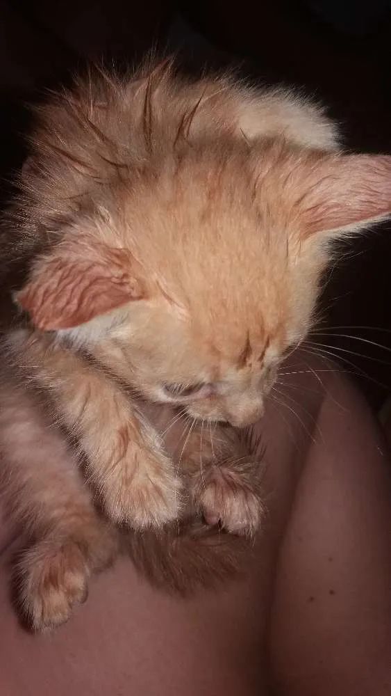 Gato ra a  idade  nome Bolinha