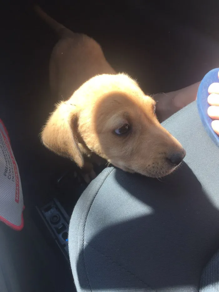 Cachorro ra a SRD  idade 2 a 6 meses nome Sem nome