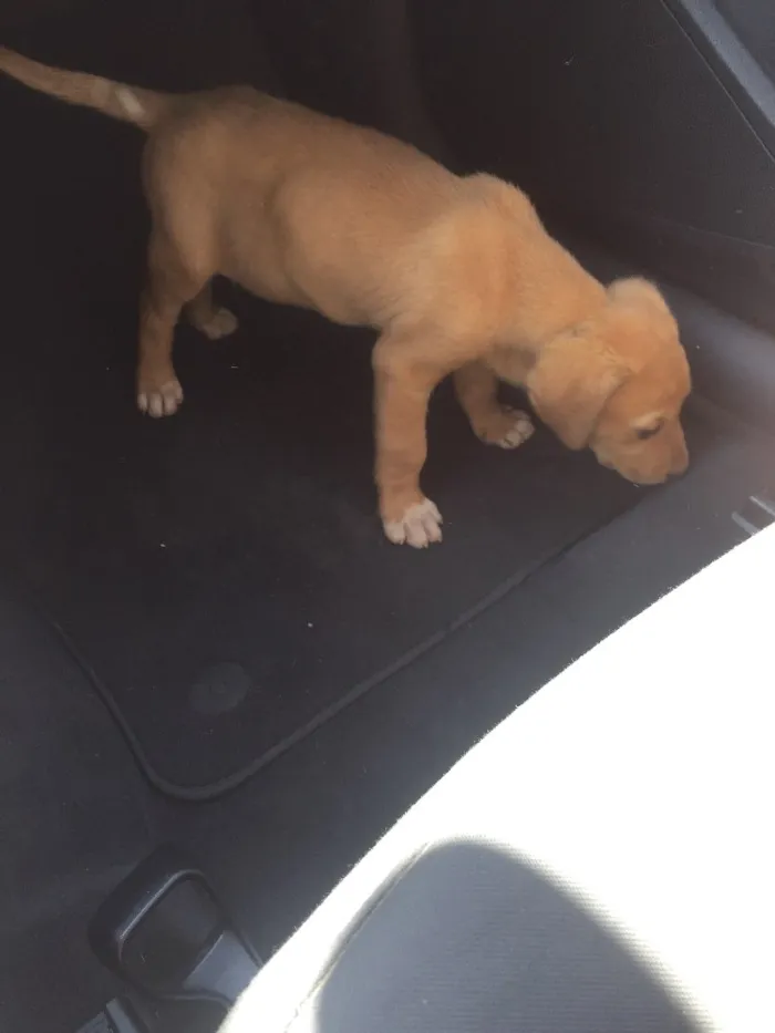 Cachorro ra a SRD  idade 2 a 6 meses nome Sem nome