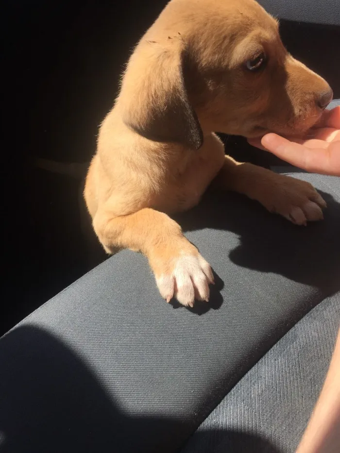 Cachorro ra a SRD  idade 2 a 6 meses nome Sem nome