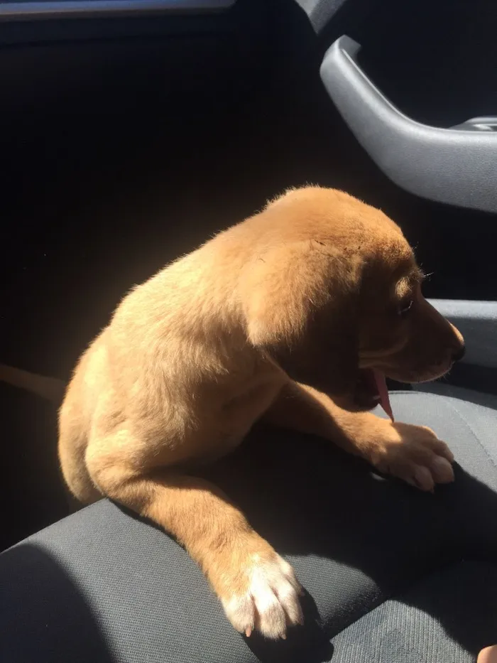Cachorro ra a SRD  idade 2 a 6 meses nome Sem nome