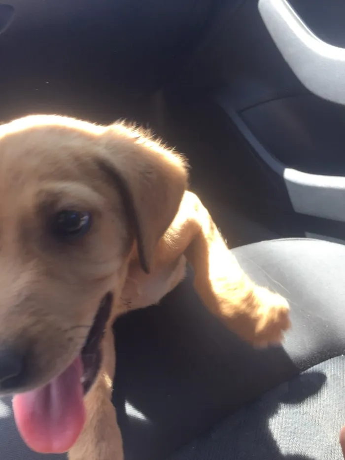Cachorro ra a SRD  idade 2 a 6 meses nome Sem nome