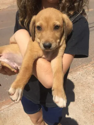 Cachorro raça SRD  idade 2 a 6 meses nome Sem nome