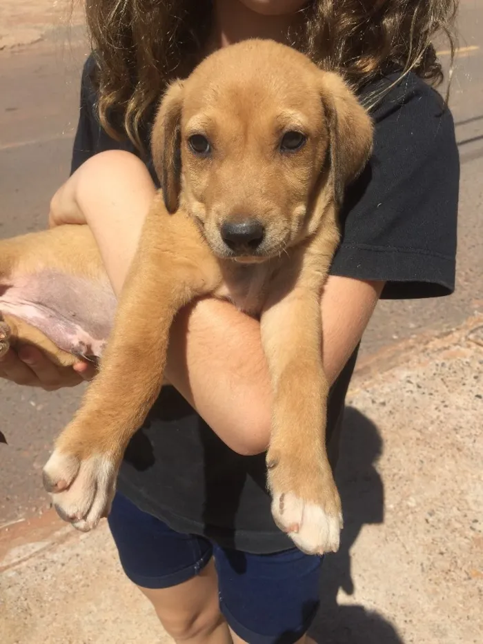 Cachorro ra a SRD  idade 2 a 6 meses nome Sem nome