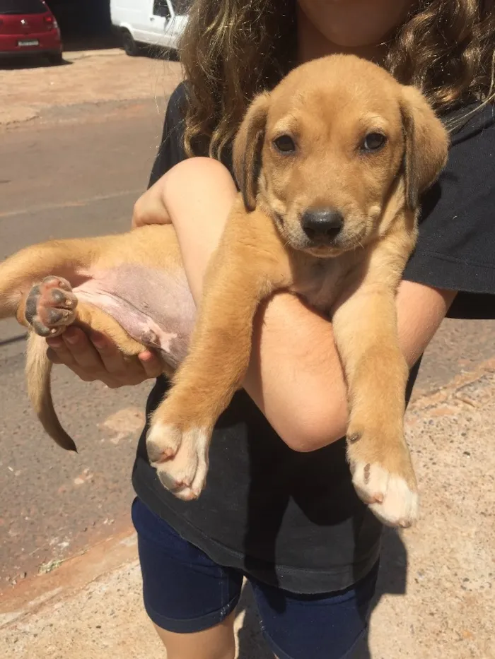 Cachorro ra a SRD  idade 2 a 6 meses nome Sem nome