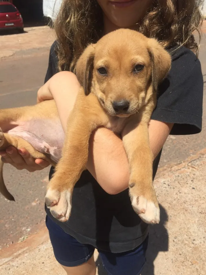 Cachorro ra a SRD  idade 2 a 6 meses nome Sem nome