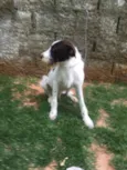 Shermam