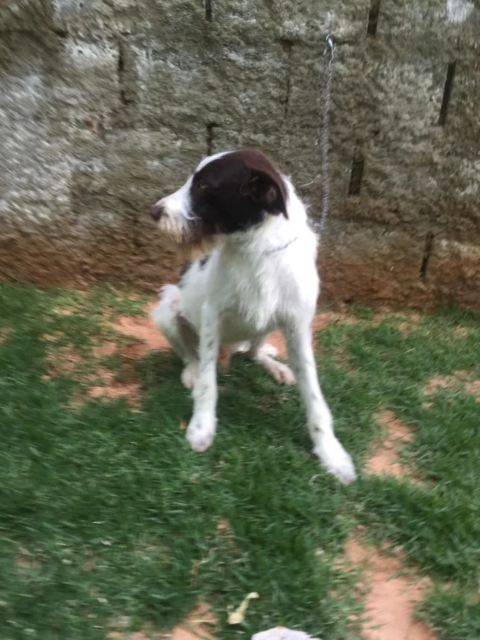 Cachorro ra a SRD  idade 2 anos nome Shermam