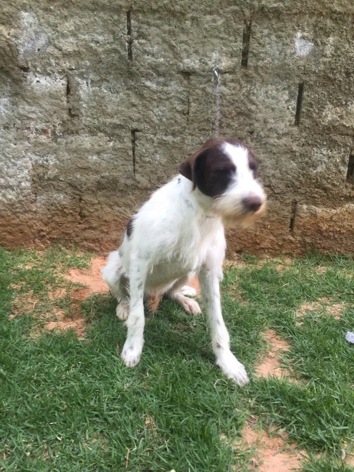 Cachorro ra a SRD  idade 2 anos nome Shermam