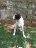 Shermam
