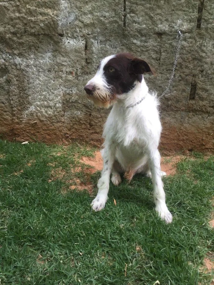 Cachorro ra a SRD  idade 2 anos nome Shermam