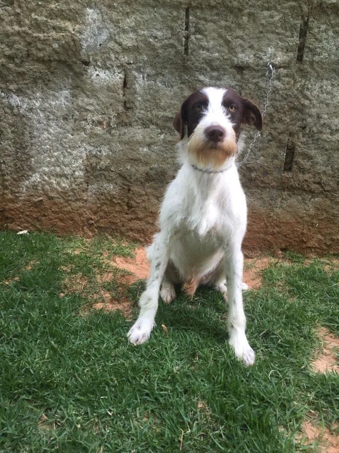 Cachorro ra a SRD  idade 2 anos nome Shermam