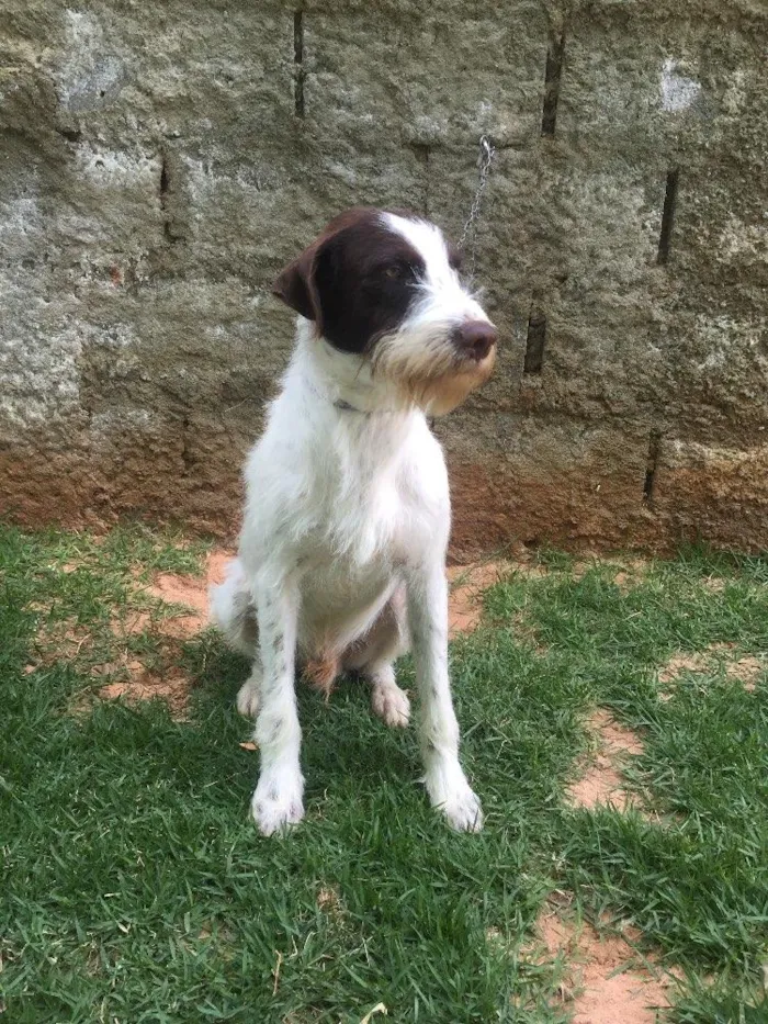 Cachorro ra a SRD  idade 2 anos nome Shermam