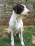 Shermam