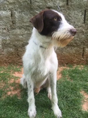 Cachorro raça SRD  idade 2 anos nome Shermam