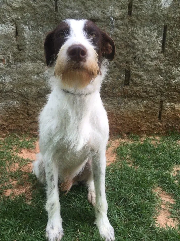 Cachorro ra a SRD  idade 2 anos nome Shermam