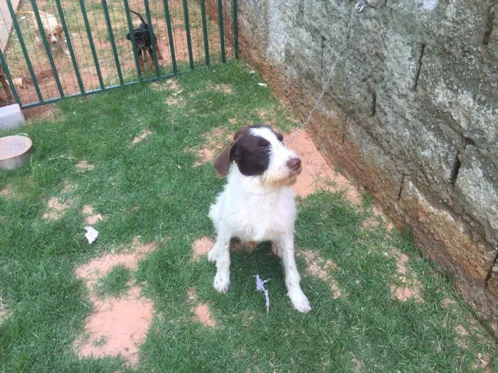 Cachorro ra a SRD  idade 2 anos nome Shermam