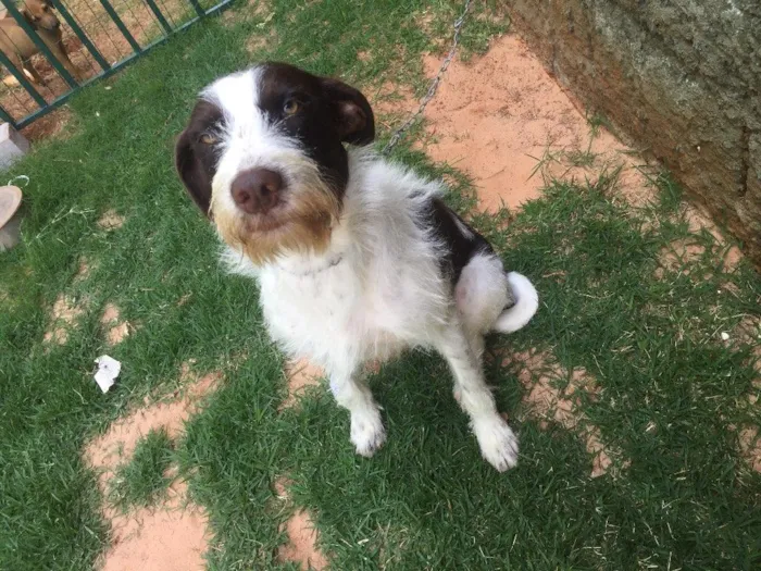 Cachorro ra a SRD  idade 2 anos nome Shermam