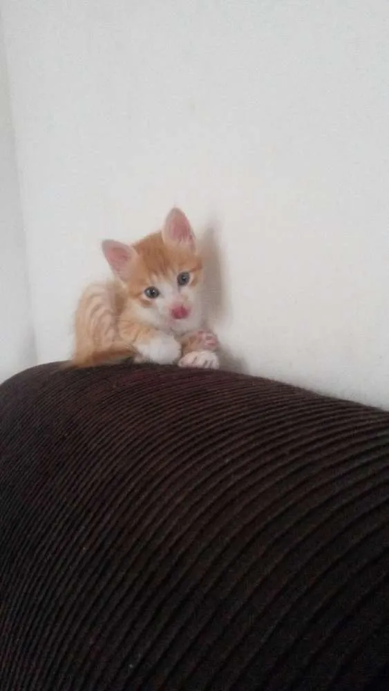 Gato ra a Sem idade 2 a 6 meses nome Rafa