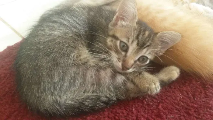 Gato ra a Sem idade 2 a 6 meses nome Jade