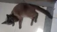 Thomas 
