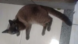 Gato raça Siames idade 7 a 11 meses nome Thomas 