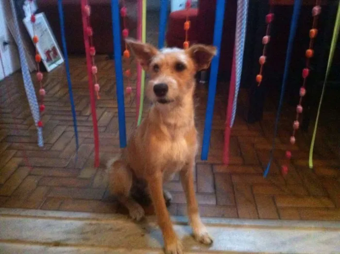 Cachorro raça SRD idade 7 a 11 meses nome Guria