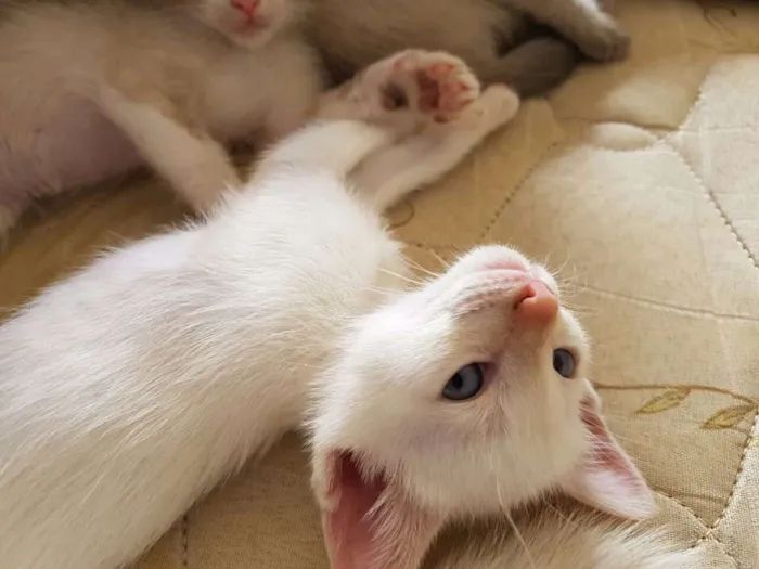 Gato ra a SRD idade Abaixo de 2 meses nome Branquinho