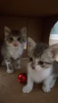 Tom e Pandora