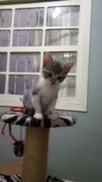 Tom e Pandora