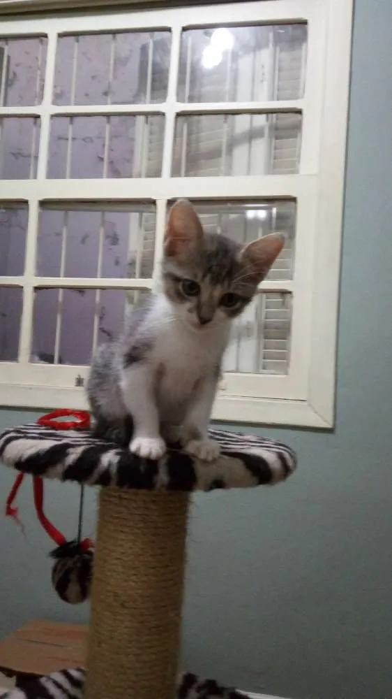 Gato ra a SRD idade 2 a 6 meses nome Tom e Pandora