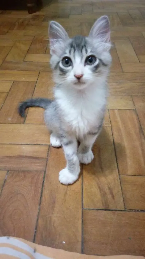 Gato ra a SRD idade 2 a 6 meses nome Tom e Pandora