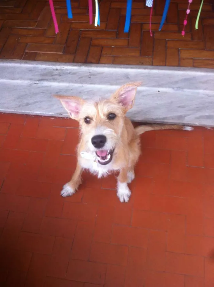 Cachorro raça SRD idade 7 a 11 meses nome Guria