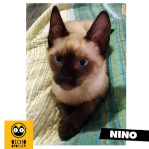 Gato raça Siamês idade 2 a 6 meses nome Nino