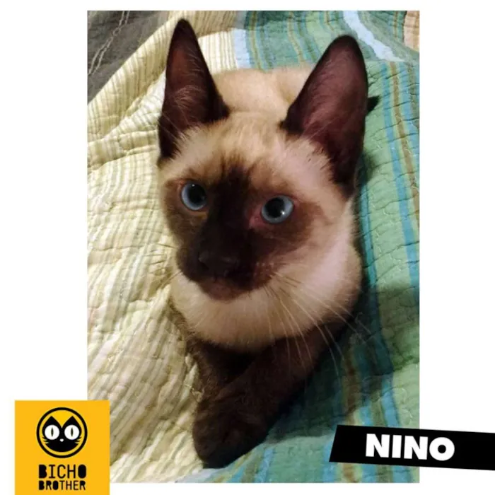Gato ra a Siamês idade 2 a 6 meses nome Nino